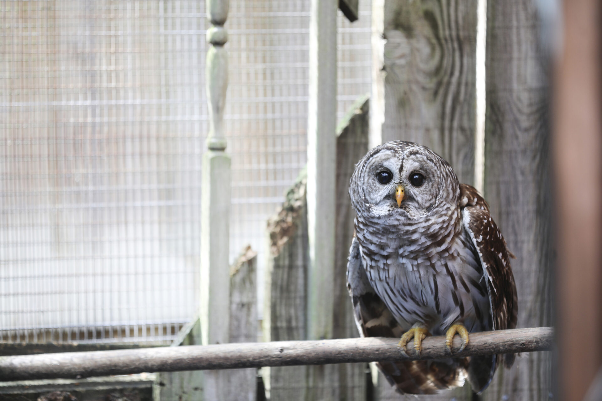 Charity - OWLS